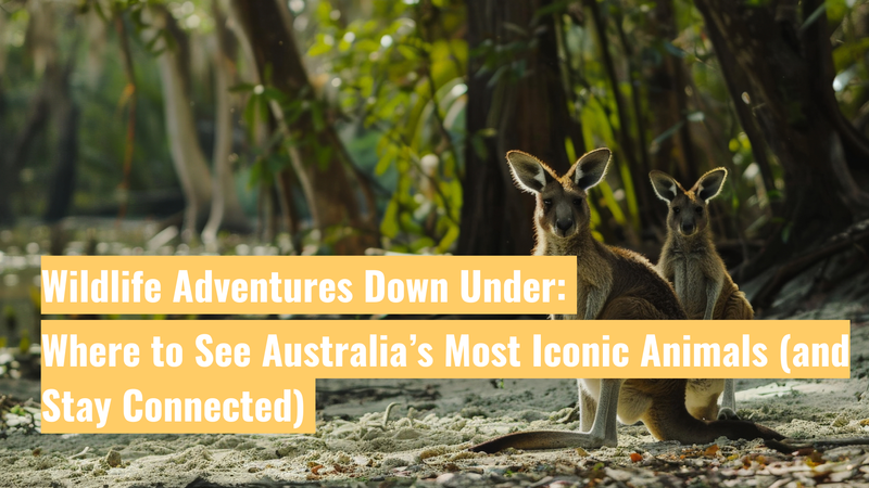 Wildlife Adventures Down Under: Where to See Australia’s Most Iconic Animals (and Stay Connected)