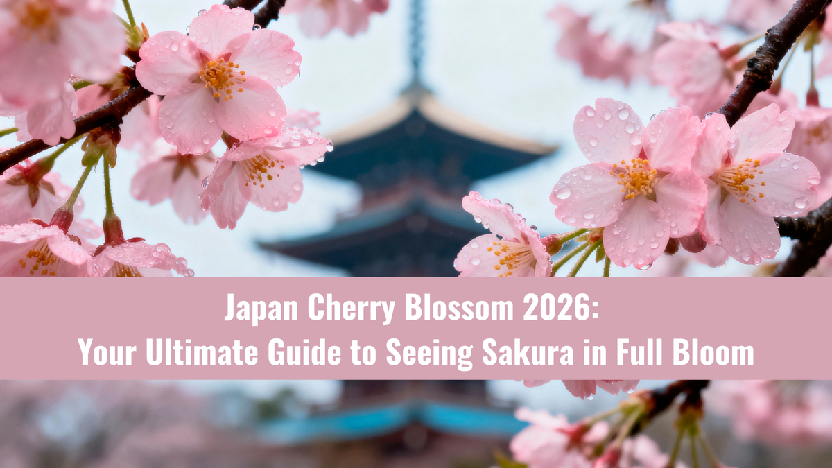 Japan Cherry Blossom 2026: Your Ultimate Guide to Seeing Sakura in Full Bloom